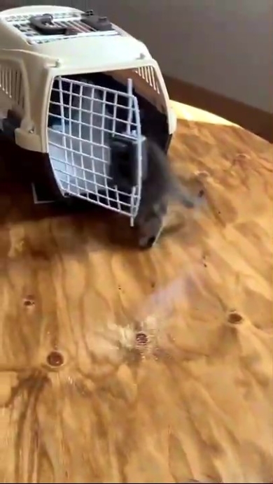 ケージへ入るニャンコ