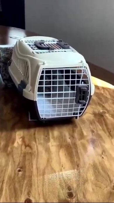 ケージに入ったニャンコ