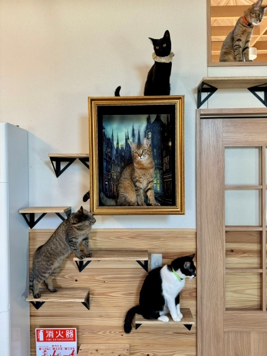 キャットステップでくつろぐニャンコ