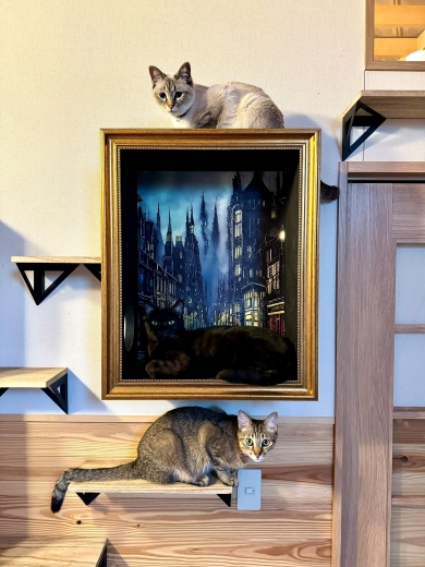 キャットステップでくつろぐニャンコ