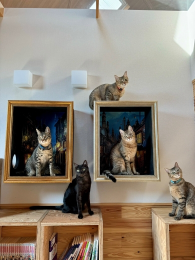 キャットステップでくつろぐニャンコ