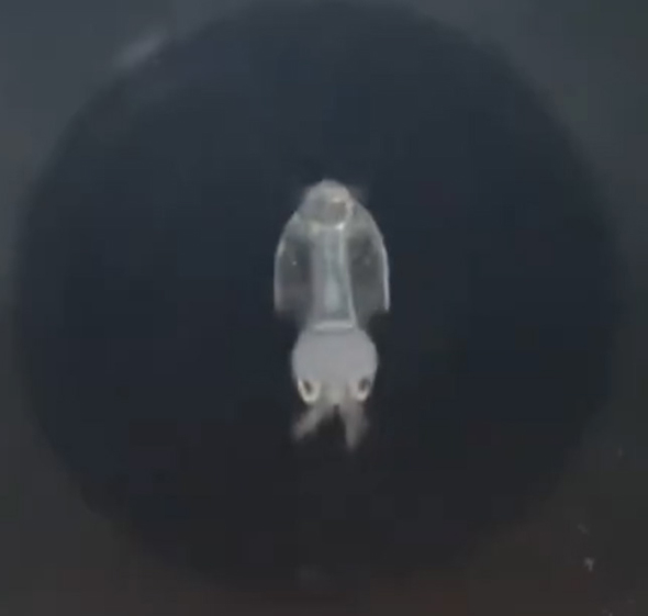 泳ぐイカの赤ちゃんアップのトリミング