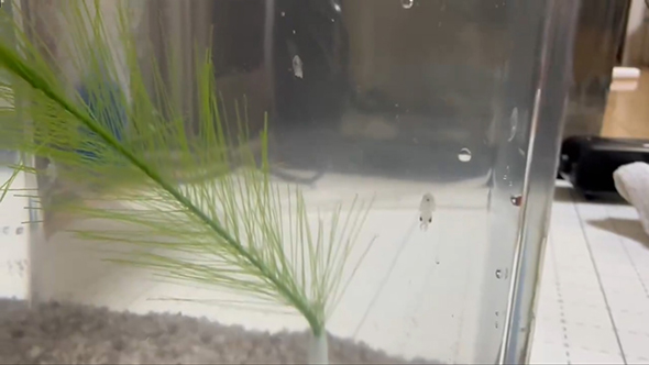 水槽の中の赤ちゃんイカ