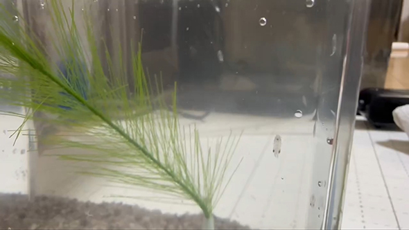 水槽の中の赤ちゃんイカ下からもう1匹