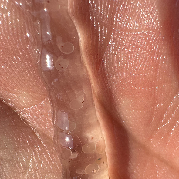 ニュルニュルを手に乗せたところ