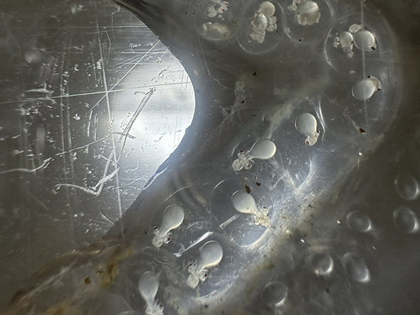 ニュルニュルの中のイカの赤ちゃん