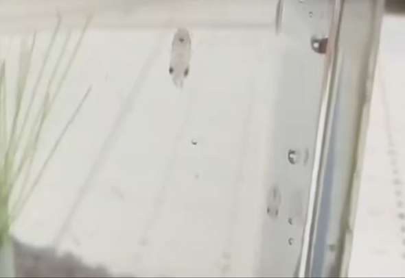 イカの赤ちゃんトリミング