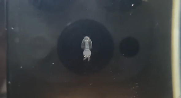 泳ぐイカの赤ちゃんアップ