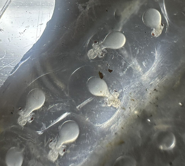 ニュルニュルの中のイカの赤ちゃんトリミング