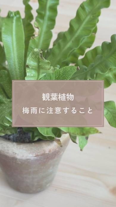 観葉植物