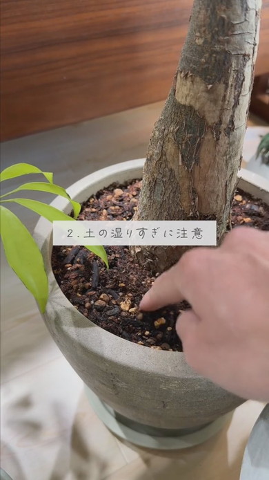 観葉植物の梅雨対策で土の湿りすぎに注意