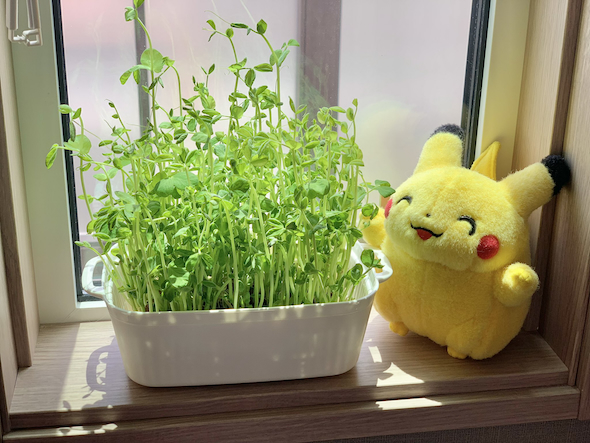 豆苗を見守るピカチュウ