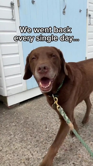 ぬいぐるみがほしいワンコ