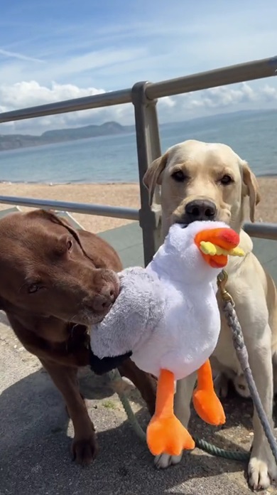 ぬいぐるみがほしいワンコ