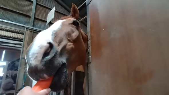 人参を食べる馬さん