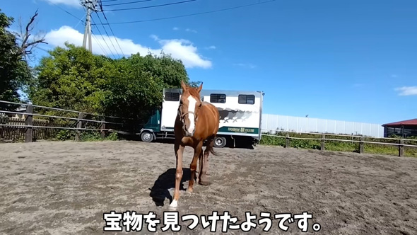 なにかに気付く馬