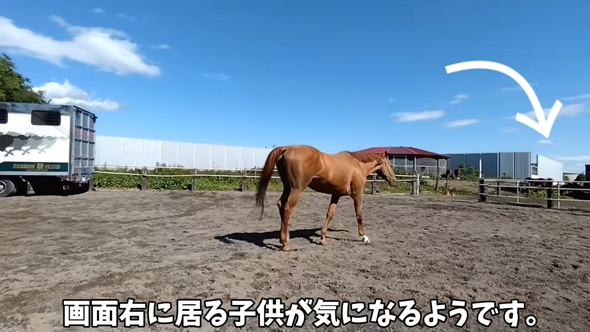 子どもを見つける馬