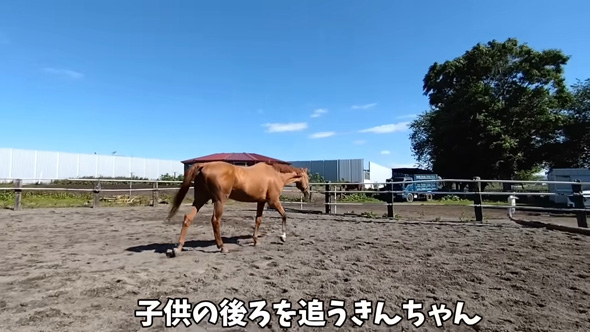 子どもを追う馬