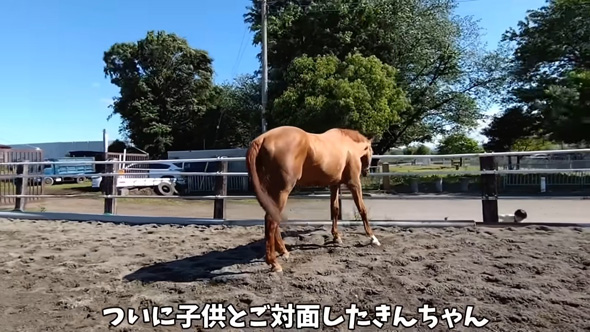 子どもと対面する馬