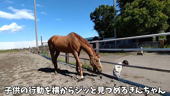子どもを見つめる馬