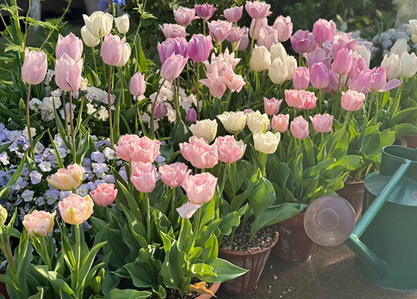 ピンクと白のチューリップ