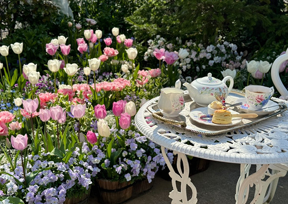 チューリップとティータイム