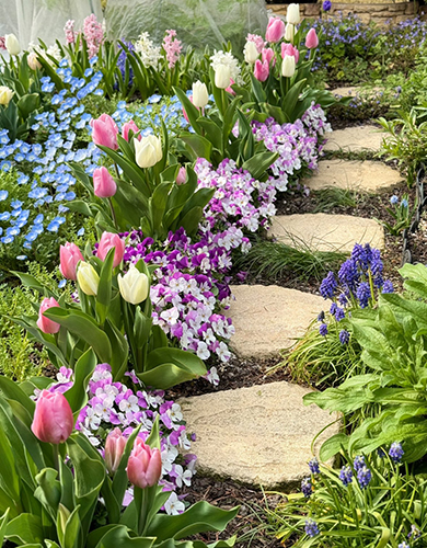 チューリップとパンジーの小道