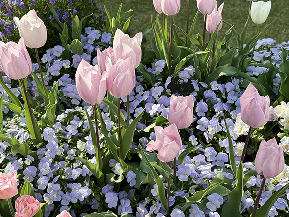 ピンクのチューリップと紫色のパンジー