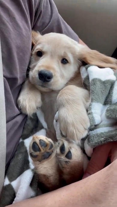 かわいいワンコ