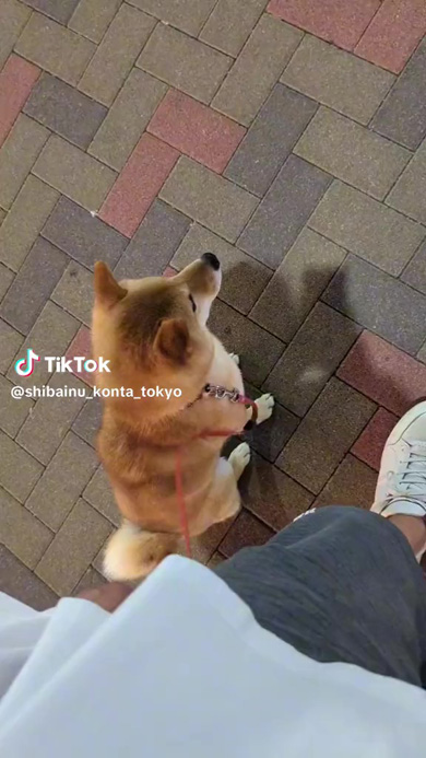 お座りするワンコ