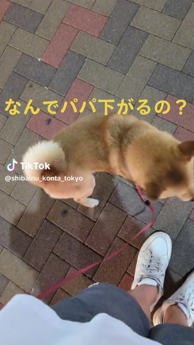 飼い主が動いたことに気が付くワンコ