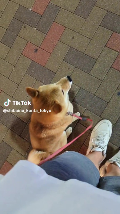 くっつくワンコ