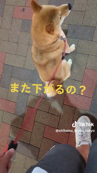 飼い主が動いたことに再び気が付くワンコ