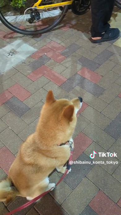 信号が変わるのを待つワンコ