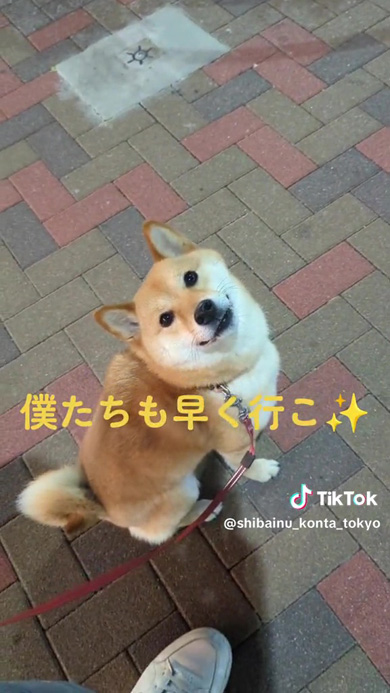 早く進みたいワンコ