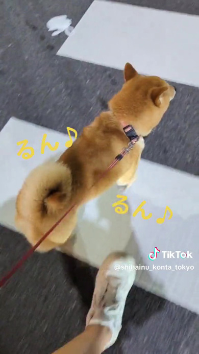 散歩にうれしいワンコ