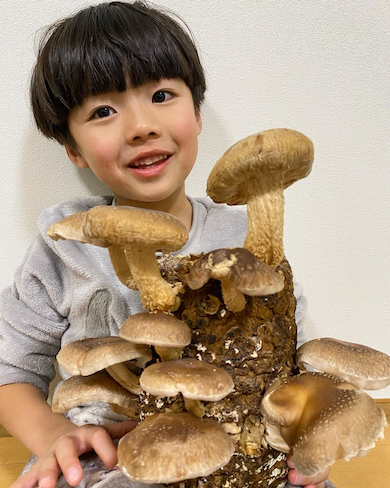 ゆづるくんとしいたけ栽培キット