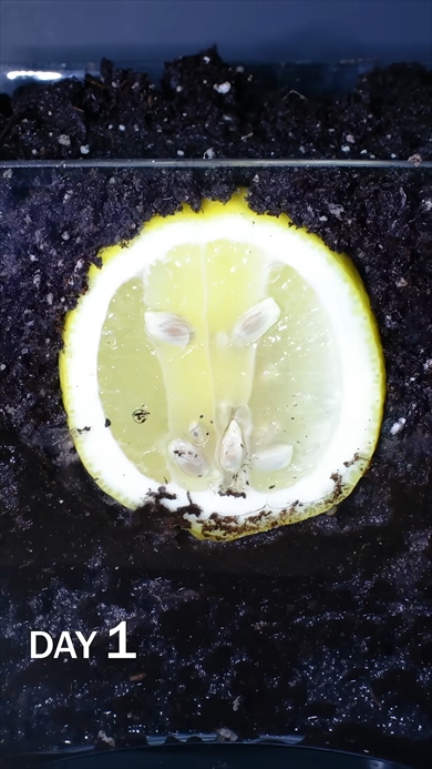 土に埋めたレモンを観察する動画