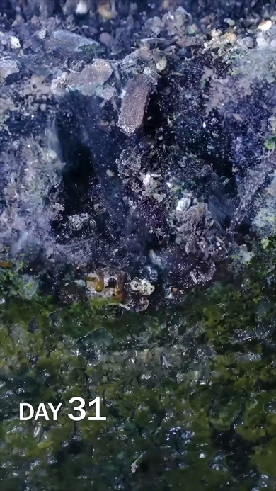 土に埋めたレモンを観察する動画