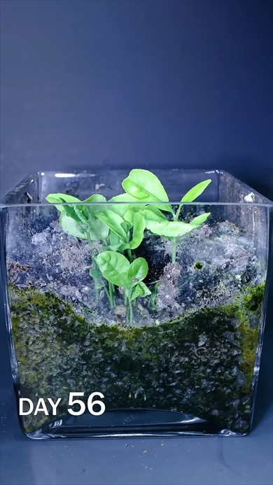 土に埋めたレモンを観察する動画