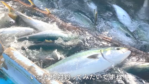 いつか釣りたい