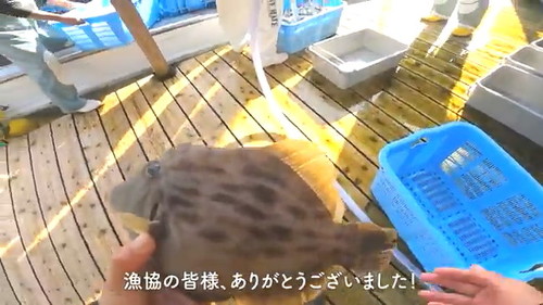 カワハギもらった