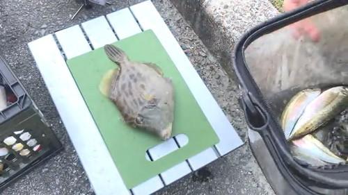 調理