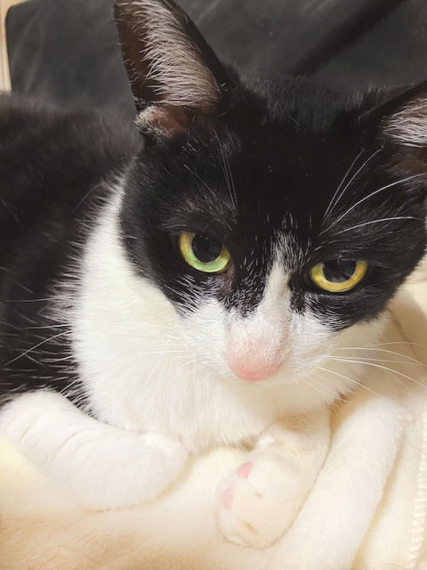 聞き分けの悪い アレクサ 大声 指令 猫 名前 呼びかけ 勘違い カオス