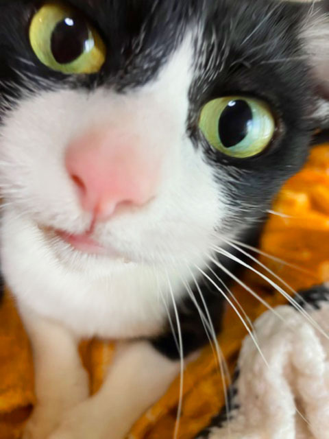 聞き分けの悪い アレクサ 大声 指令 猫 名前 呼びかけ 勘違い カオス