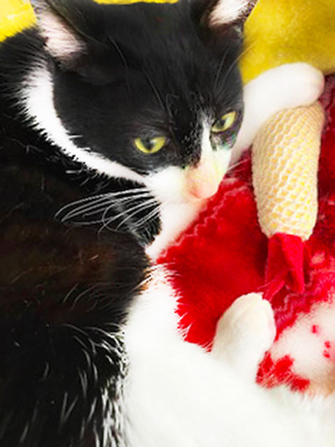 聞き分けの悪い アレクサ 大声 指令 猫 名前 呼びかけ 勘違い カオス