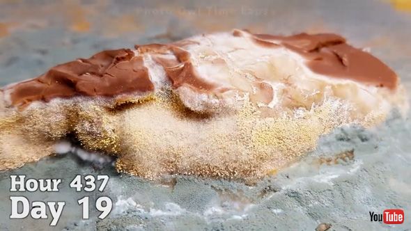 スニッカーズ 43日間 放置 変化 カビ タイムラプス
