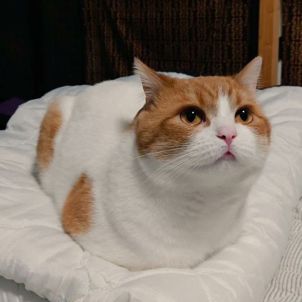 「おててないない」をしている猫ちゃん