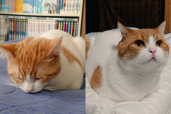 「おててないない」をしている猫ちゃん