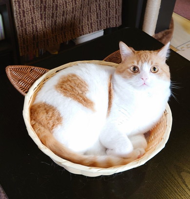 マンチカンの猫ちゃん